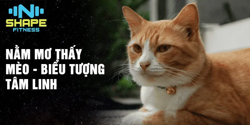 Nằm mơ thấy mèo: Khám phá ý nghĩa sâu sắc giấc mơ thấy mèo 2 Nằm mơ thấy mèo - biểu tượng tâm linh
