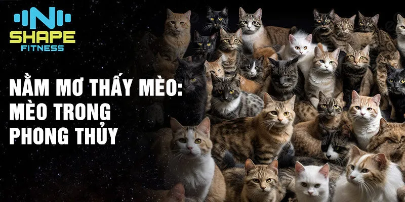 Nằm mơ thấy mèo: Khám phá ý nghĩa sâu sắc giấc mơ thấy mèo 3 Nằm mơ thấy mèo: Mèo trong phong thủy