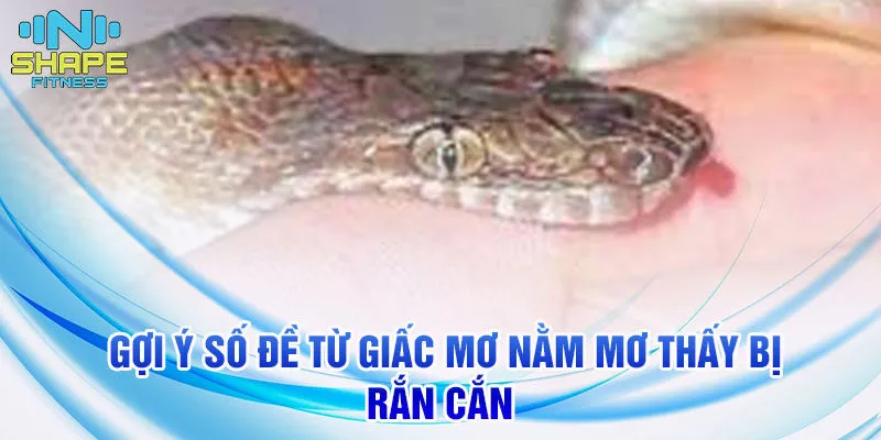 Nằm Mơ Thấy Bị Rắn Cắn: Ý Nghĩa Và Con Số Liên Quan 3 Gợi ý số đề từ giấc mơ nằm mơ thấy bị rắn cắn