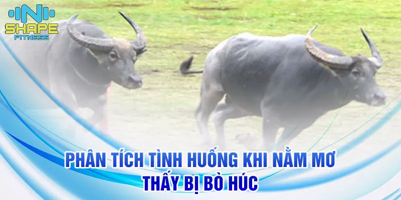 Nằm mơ thấy bị bò húc và ý nghĩa cùng con số liên quan 3 Phân tích tình huống khi nằm mơ thấy bị bò húc